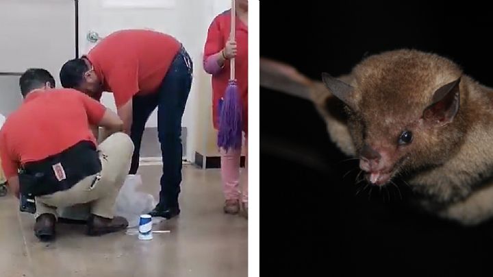 Murciélagos causan revuelo en tienda HEB de Nuevo Laredo | VIDEOS