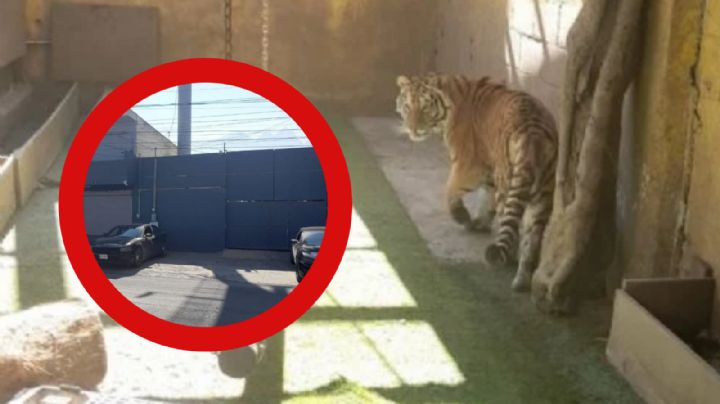 Hallan tigresa en una bodega en popular colonia de Monterrey