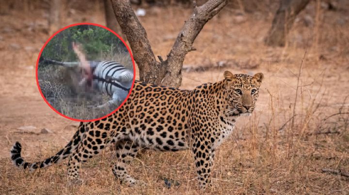Cebra explota repentinamente mientras es devorada por un leopardo | VIDEO