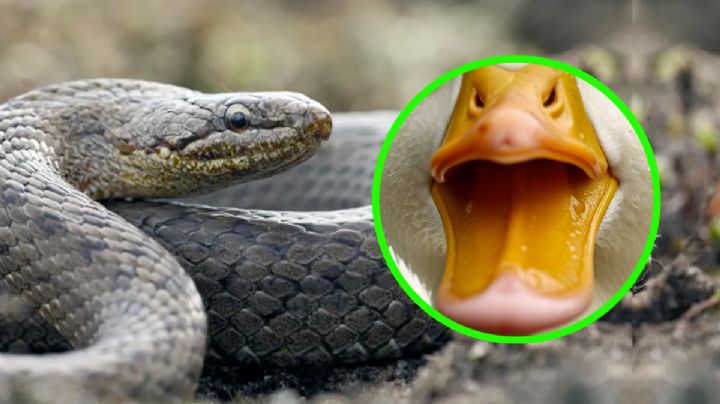 Animal que ahuyenta a las víboras de tu casa o patio: pelean hasta morir