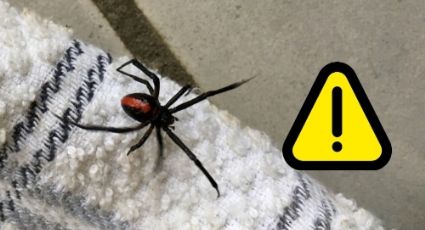 ¿Por qué aparecen arañas en tu casa? Podrías estar en peligro