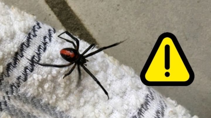 ¿Por qué aparecen arañas en tu casa? Podrías estar en peligro