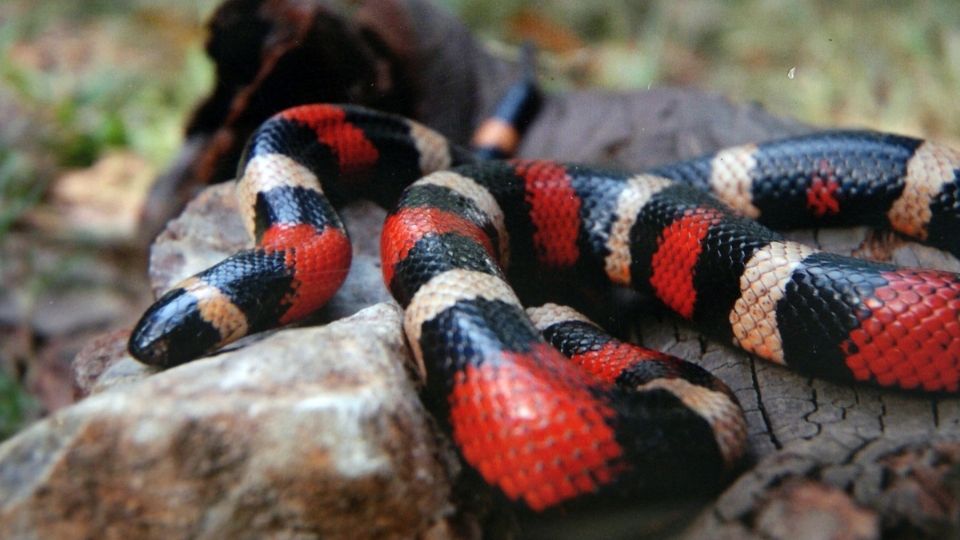 Conoce cómo identificar una serpiente de coral falsa