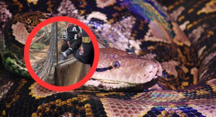 Enorme serpiente casi sale de su albergue para devorar a bebé | VIDEO