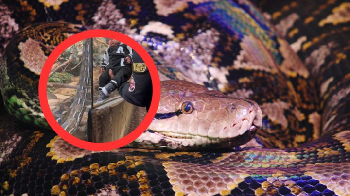 Enorme serpiente casi sale de su albergue para devorar a bebé | VIDEO