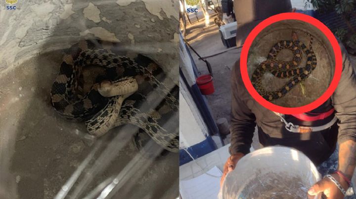 Joven encuentra serpiente de un metro en la sala de su casa y esto fue lo que hizo