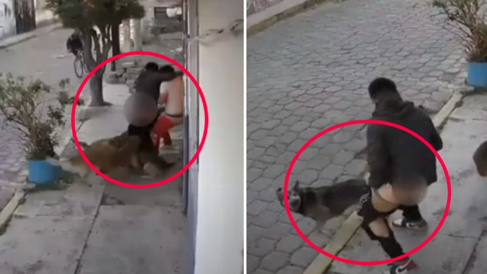 ¡Quedó en calzones! El chico no tuvo oportunidad de defenderse ante el ataque animal