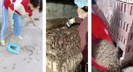Llegan calorones y salen escorpiones por miles; aprovechan para criarlos y ganar dinero | VIDEO