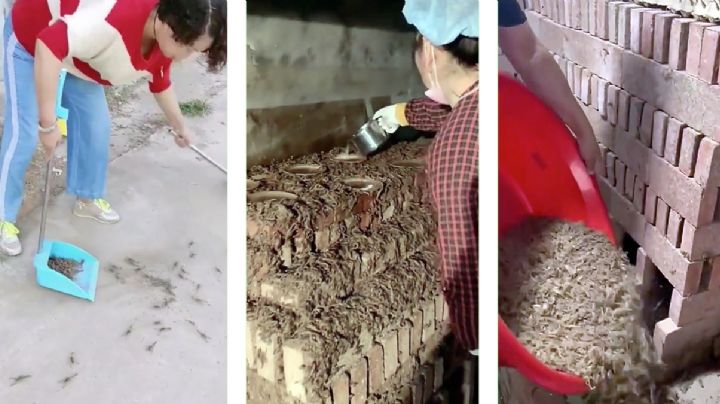 Llegan calorones y salen escorpiones por miles; aprovechan para criarlos y ganar dinero | VIDEO