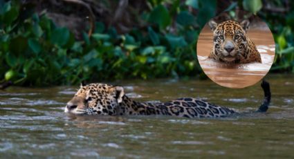 Majestuoso jaguar es captado nadando en manglares de Yucatán | VIDEO