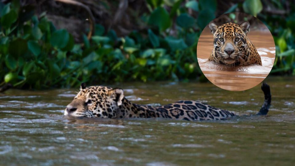 Jaguar nadando