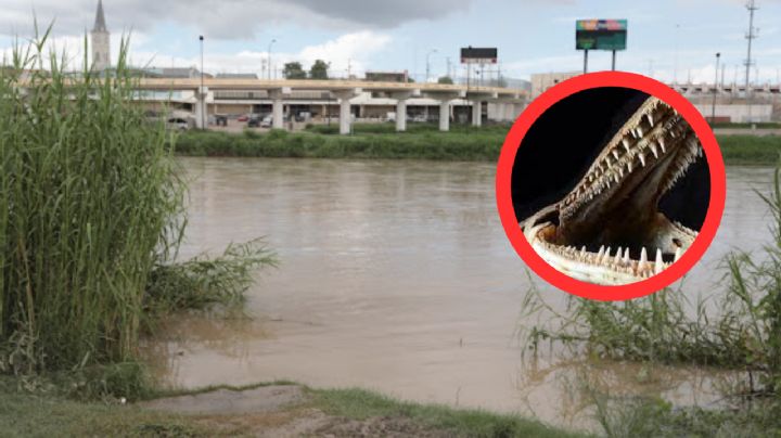 El 'fósil viviente' y depredador más peligroso que habita en el Río Bravo