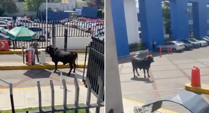 Toro ingresa a instalaciones de una universidad, ¿cómo llegó ahí? I VIDEO