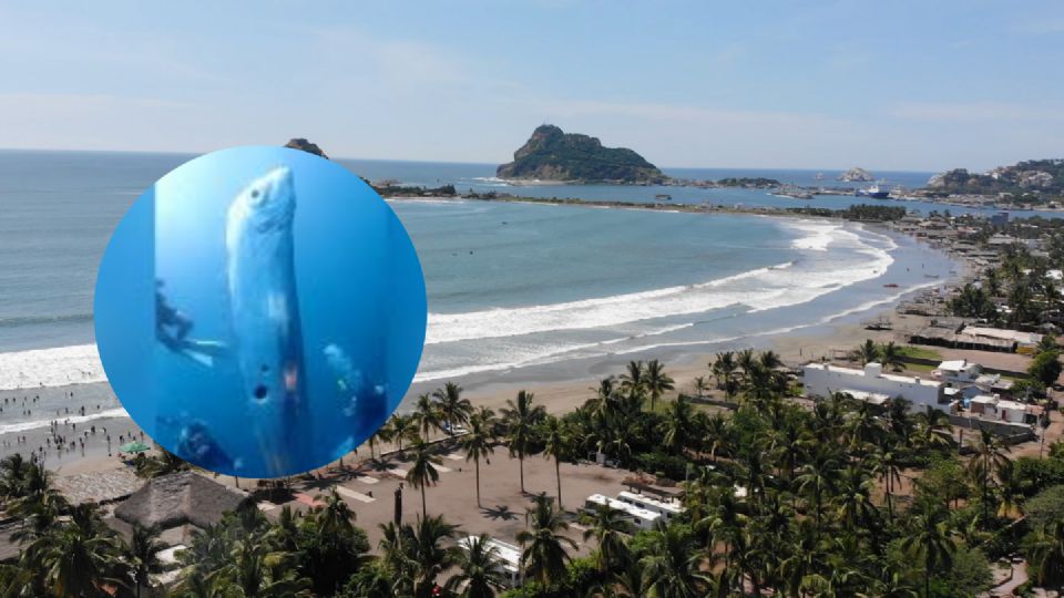 Pez remo en Mazatlán