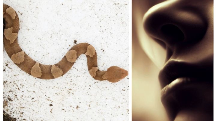 Si tu casa o patio tiene este olor, puedes tener una serpiente venenosa