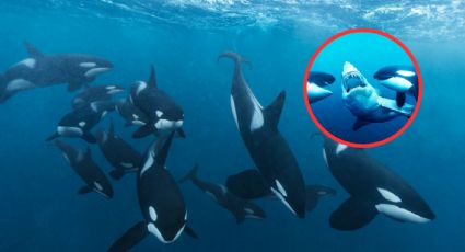 Orcas: esta es la terrorífica razón por la que son llamadas 'ballenas asesinas'