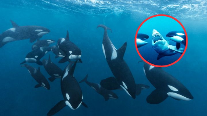 Orcas: esta es la terrorífica razón por la que son llamadas 'ballenas asesinas'