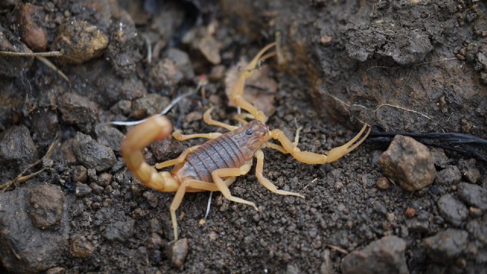 Llaman a tener precauciones por animales ponzoñosos durante el calor