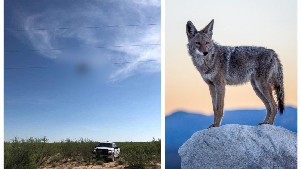 El coyote colgado de un cable con rata en el hocico asombro a muchos.