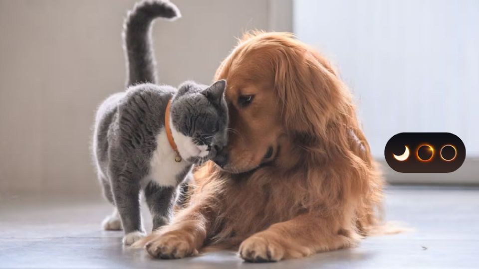 Incluso en un día normal, la luz del sol puede dañar la vista de las mascotas