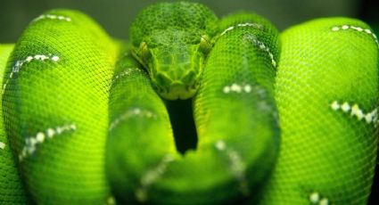 Boa esmeralda: conoce la temible serpiente que pasa más tiempo en los árboles