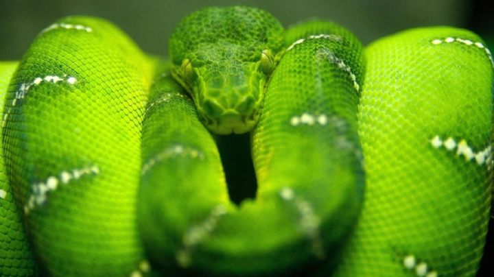 Boa esmeralda: conoce la temible serpiente que pasa más tiempo en los árboles