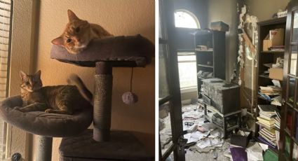 Pareja de gatos salvan a una familia de un incendio en Austin, Texas