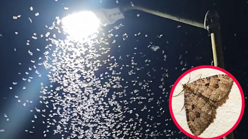 Miles de estos insectos se encuentran volando por los cielos de la ciudad, asustando a todos por su probable origen