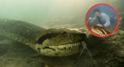 Cazadores matan a la anaconda más grande del mundo en Brasil