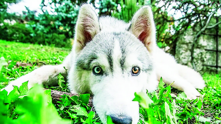 Nuevo Laredo: niño de 3 años que fue atacado por Husky está grave