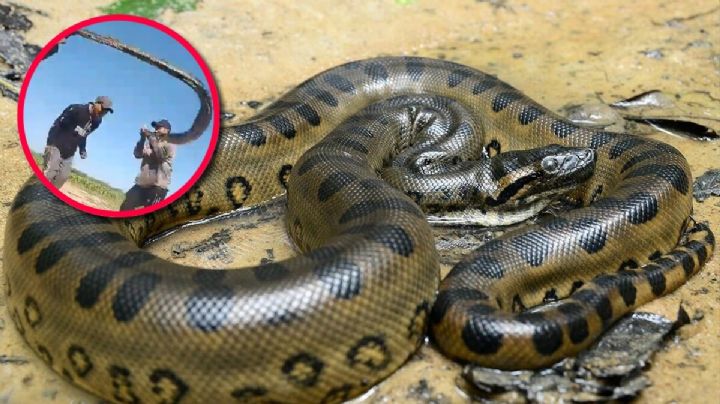 Jóvenes usan boa gigante como cuerda de saltar; causan indignación en redes | VIDEO