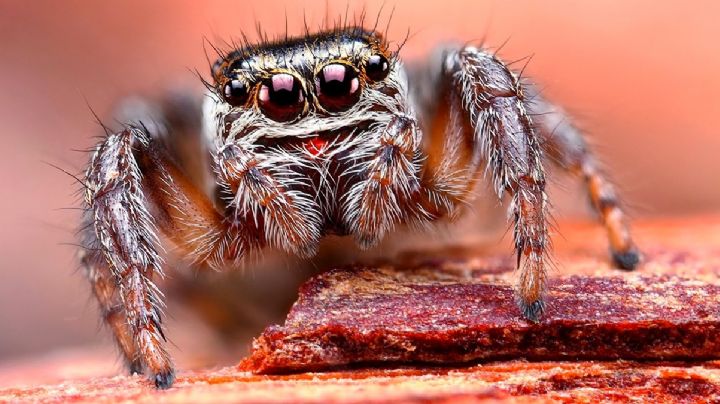 Estos son los beneficios de 'adoptar' arañas para que vivan contigo