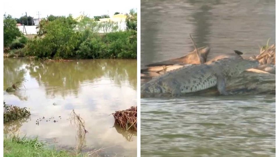 No buscan uno, sino dos cocodrilos los que buscan en el Arroyo el Coyote.