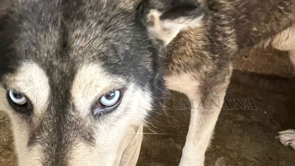 El animal mordió al menor de 3 años en la cara, el niño estuvo grave