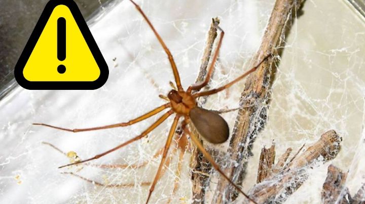 Araña Violinista: Así puedes eliminar todos los nidos de este animal