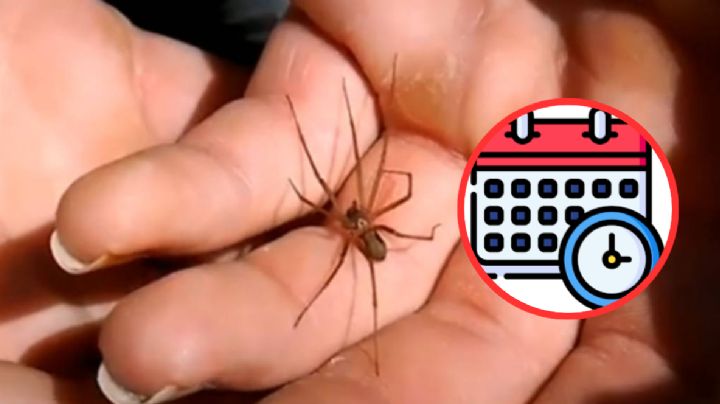 ¿En qué mes inicia la temporada de arañas violinistas en México?