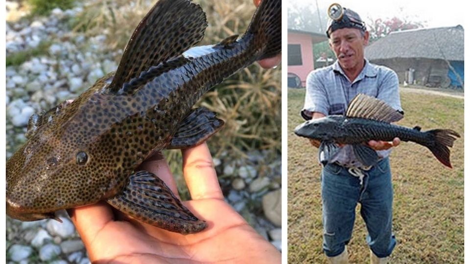 El pez diablo es una plaga que acecha el río Bravo.