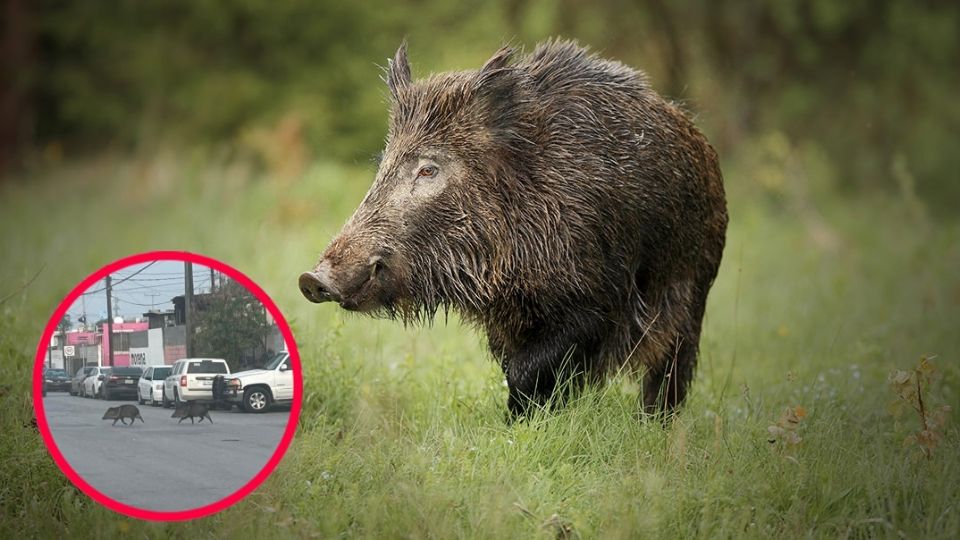 La naturaleza se hizo presente esta vez, con la increíble aparición de estos mamíferos en la ciudad