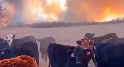 Murieron calcinadas siete mil vacas en incendios de Texas; ¿subirá el precio de la carne de res?