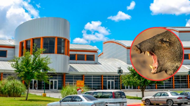Nuevo Laredo: ¿qué debo hacer si me topo con un jabalí alrededor del Centro Cultural?