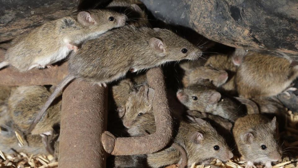 Los ratones pueden causar muchas enfermedades
