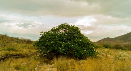 Anacahuita, el árbol curativo que se da en Nuevo Laredo y la región