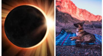Eclipse solar 2024: Animales y plantas tendrían este extraño comportamiento