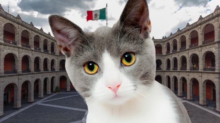 Esto sucederá con los gatos que viven en Palacio Nacional, por órdenes de AMLO