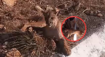 Rescatan autoridades puma arrollado en tramo carretero de Morelia, Michoacán | VIDEO