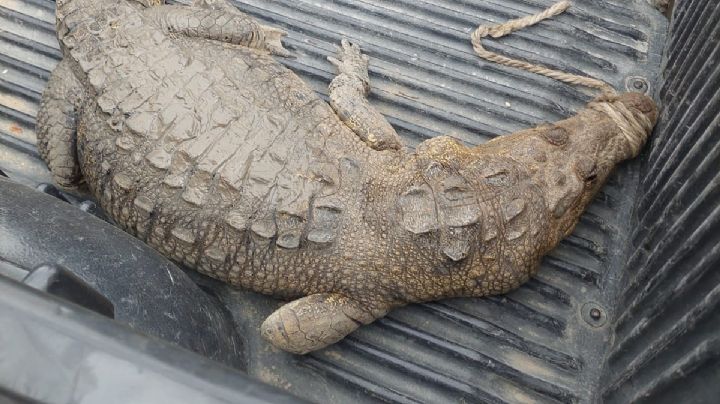 Cocodrilo da tremendo susto a trabajadores en Altamira; se arman de valor y lo capturan