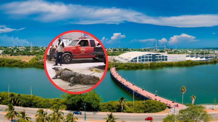 Aumenta actividad de cocodrilos en la Laguna del Carpintero en Tampico