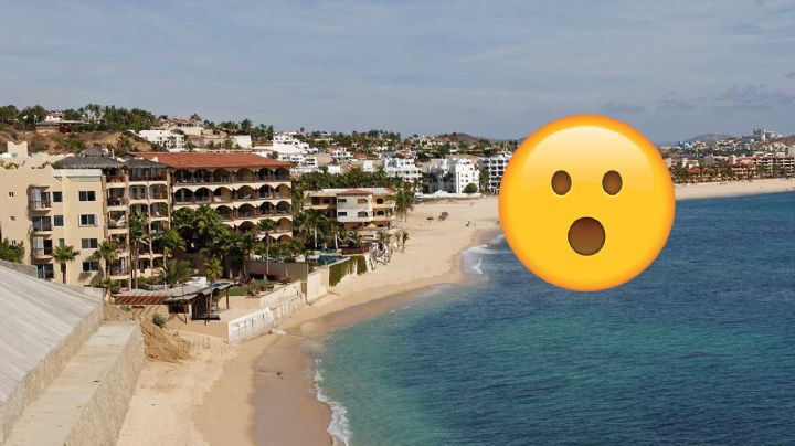 Extrañas criaturas aparecen muertas en la costa de California; ¿qué son?