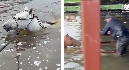 Tormentas en Texas: arriesgando su vida, salva sus caballos de morir ahogados | VIDEO
