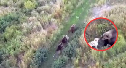 Sorprendente: dron capta a perro conviviendo con familia de osos | VIDEO